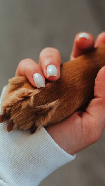 ✨️ EL VINCLE ✨️#mascotes #millorsamics #vincle #gos #gat #salut #ciència #beneficis #compartirlavida #salut