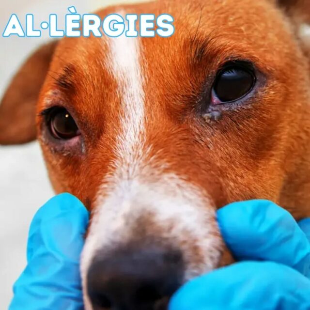 🐶 L'al•lèrgia és una resposta inmunitària exagerada a una substància que normalment no és perjudicial pel cos. Els gossos, igual que els humans, també poder patir al•lèrgies. Els tipus, símptomes, diagnòstics, i tractaments poden variar en cada cas.🌸 Una època molt propensa a les al•lèrgies ambientals és la primavera. 🏨 Qualsevol dubte, consulta-ho amb el teu centre de confiança.#alergia #alerta #gossos #sistemainmune #centreveterinari