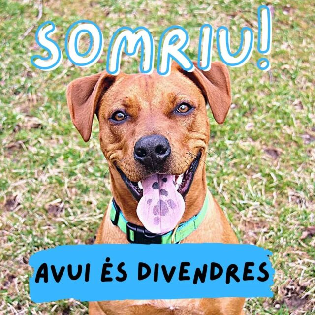 ✨️😁🐶✨️#somriu #divendres #capdesetmana #centreveterinari #manresa #mascotes #salutanimal