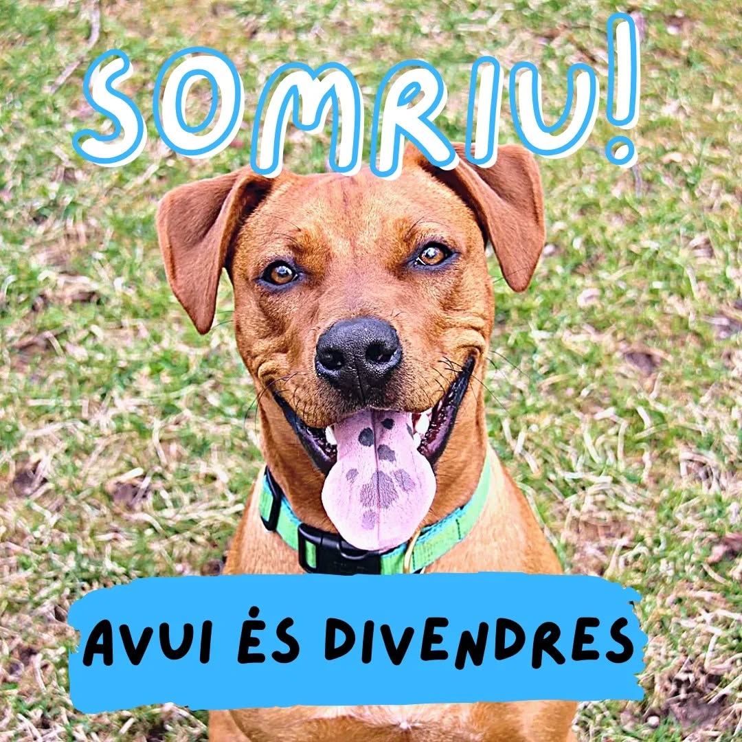✨️😁🐶✨️

#somriu #divendres #capdesetmana #centreveterinari #manresa #mascotes #salutanimal